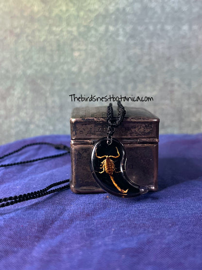 Preserved Scorpion Yin & Yang Necklace